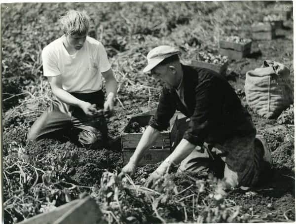 Een dag van een boerenzoon (1954)