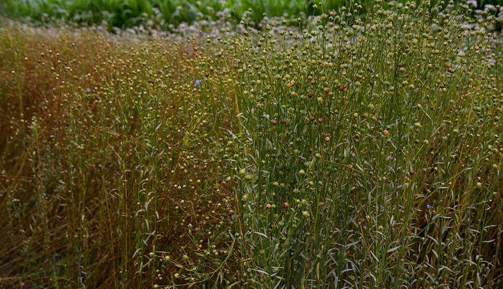 Van vlas tot linnen