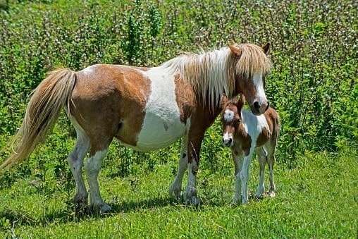 Van stadse naar plattelandsvrouw