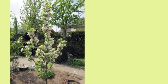 Een appel met een verhaal