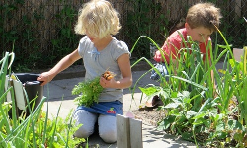 Kinderen helpen met de oogst